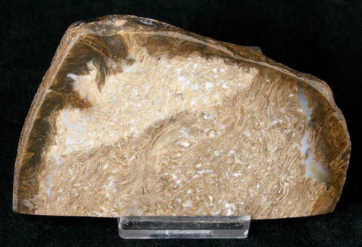 Jurassic Aged Osmunda Petrified Wood - Australia #16928